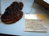 Ganoderma sessile image