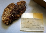 Ganoderma sessile image
