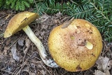 Suillus subaureus image