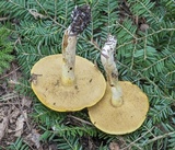 Suillus subaureus image
