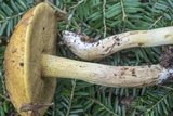Suillus subaureus image