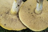 Suillus subaureus image