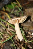 Lactarius subplinthogalus image