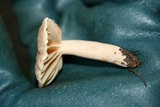 Lactarius subplinthogalus image