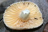 Lactarius subplinthogalus image