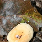 Lactarius subplinthogalus image