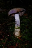 Cortinarius occidentalis image
