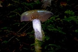 Cortinarius occidentalis image