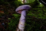 Cortinarius occidentalis image