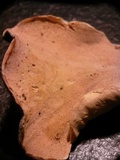 Loweomyces fractipes image