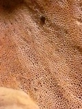 Loweomyces fractipes image