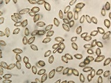 Gautieria monticola image