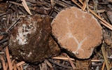 Gautieria monticola image