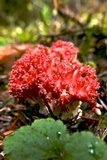 Ramaria stuntzii image