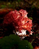 Ramaria stuntzii image