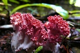 Ramaria stuntzii image