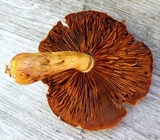 Gymnopilus luteus image