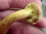 Gymnopilus luteus image