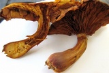 Gymnopilus luteus image