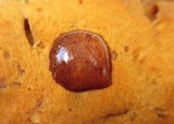 Gymnopilus luteus image