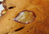 Gymnopilus luteus image