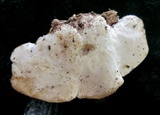 Tyromyces chioneus image