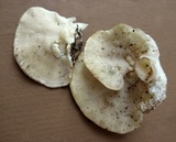 Tyromyces chioneus image
