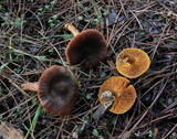 Cortinarius cinnamomeus image