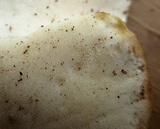 Tyromyces chioneus image