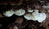 Tyromyces chioneus image