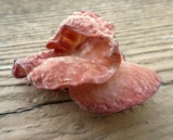 Auricularia angiospermarum image