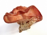 Auricularia angiospermarum image