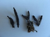 Xylaria cornu-damae image