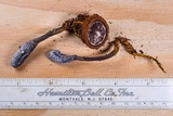 Tolypocladium ophioglossoides image