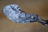 Tolypocladium ophioglossoides image