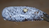 Tolypocladium ophioglossoides image