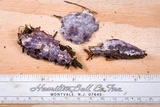 Nectriopsis violacea image