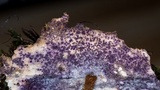 Nectriopsis violacea image