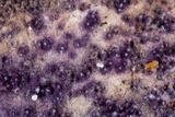 Nectriopsis violacea image