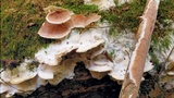 Gloeoporus dichrous image