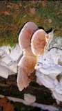 Gloeoporus dichrous image