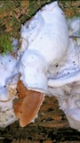 Gloeoporus dichrous image