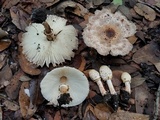 Chlorophyllum hortense image