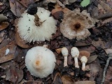 Chlorophyllum hortense image