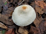 Chlorophyllum hortense image