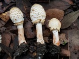 Chlorophyllum hortense image