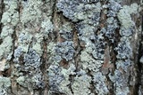 Physcia millegrana image
