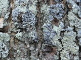 Physcia millegrana image