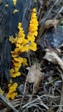 Dacryopinax spathularia image