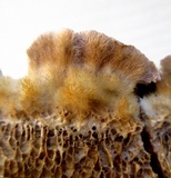 Coriolopsis gallica image